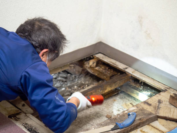 Best Water Damage Restoration  in Somerset, PA
