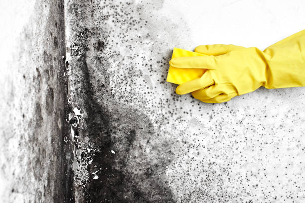 Mold Testing and Removal in Somerset, PA