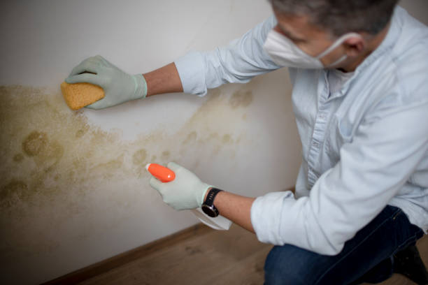 Best Mold Cleaning Services  in Somerset, PA