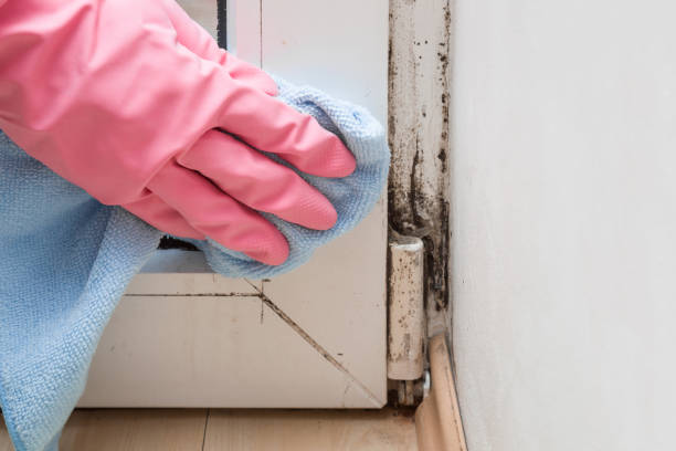 Best Office Mold Removal Services  in Somerset, PA