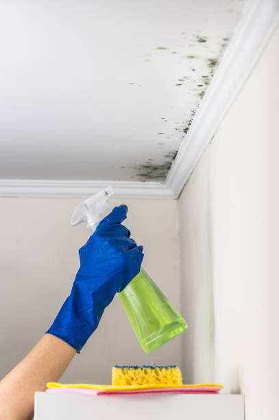 Somerset, PA Mold Removal Company