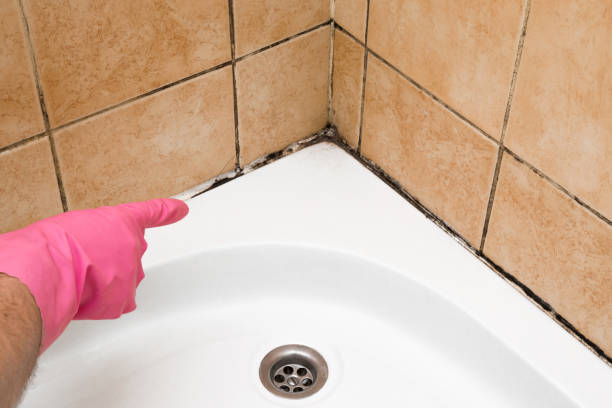 Best Mold Removal Company Near Me  in Somerset, PA