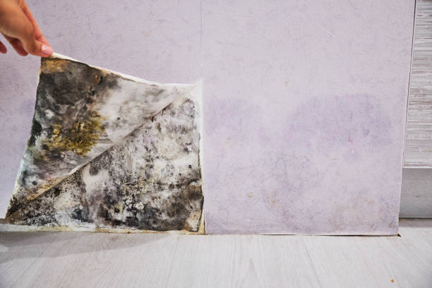 Best Black Mold Removal  in Somerset, PA